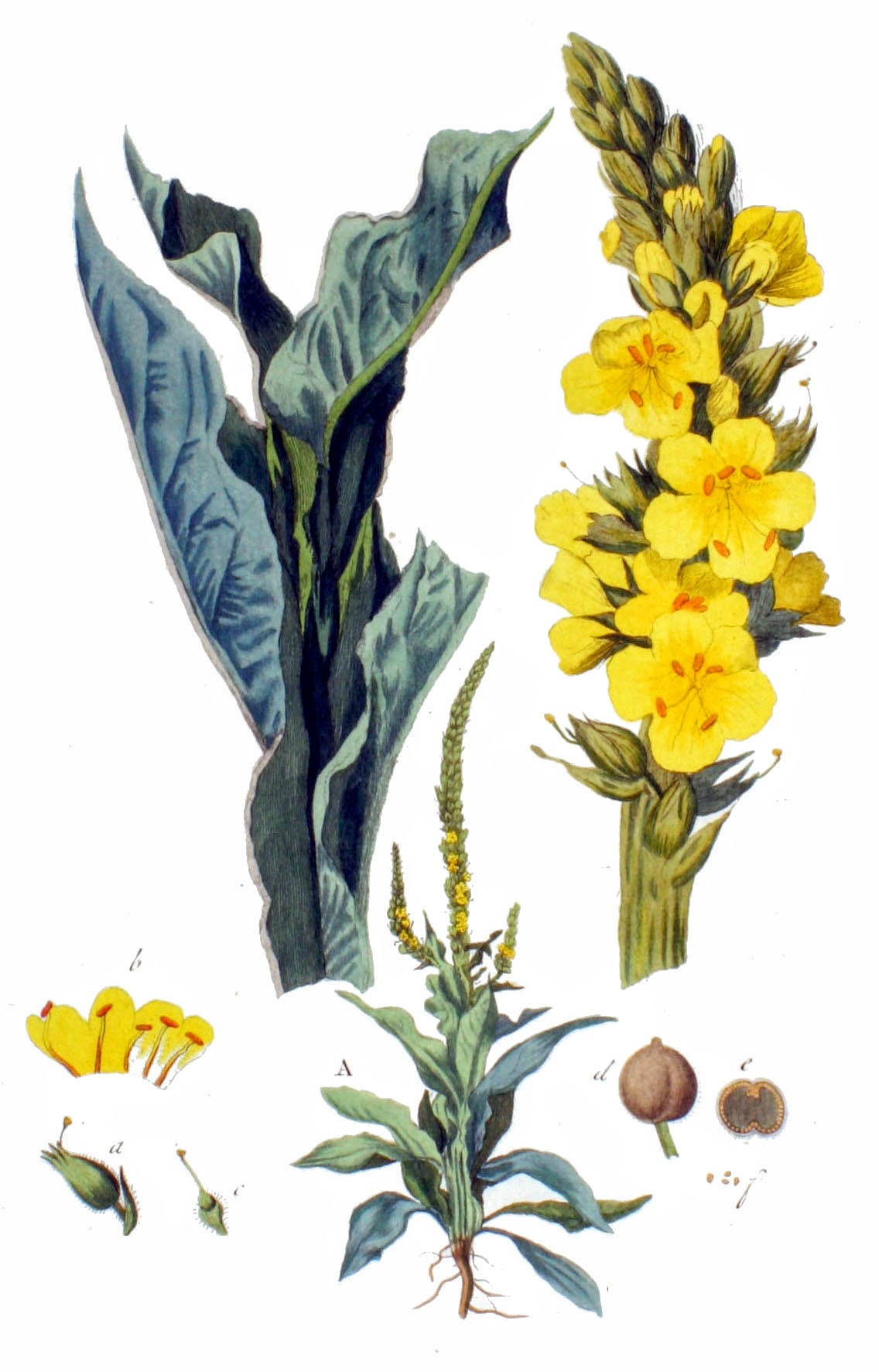 Verbascum Thapsus коровяк обыкновенный