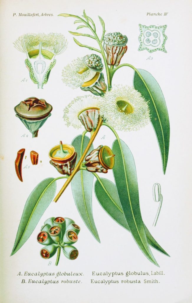 Eucalyptus Globulus 