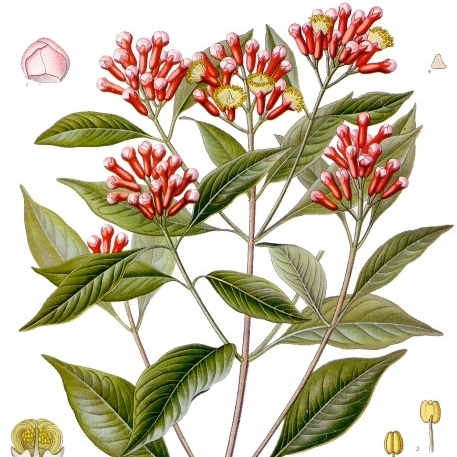 Syzygium Aromaticum